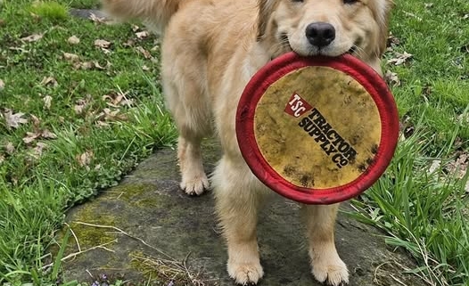 A yellow dog holds a red and yellow frisbee