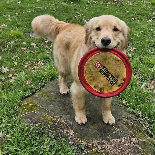 A yellow dog holds a red and yellow frisbee