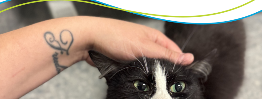 A black and white cat is included in a graphic that says "Empty the Shelters reduced adoption fee event May 1-17"