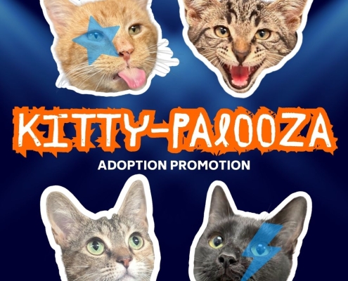 A graphic with 4 cat heads and the text "Kitty-Palooza Adoption Promotion"