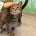 A striped cat being pet