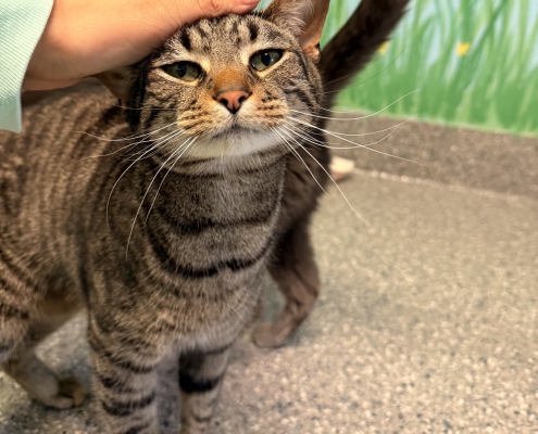 A striped cat being pet