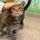 A striped cat being pet