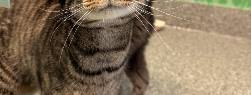 A striped cat being pet