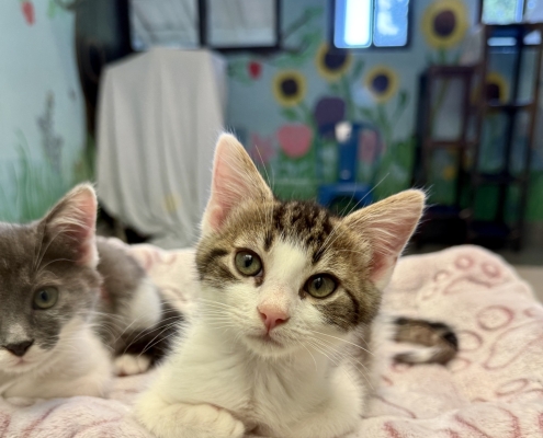 A grey and white kitten sits on a blanket