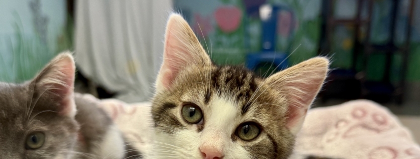 A grey and white kitten sits on a blanket