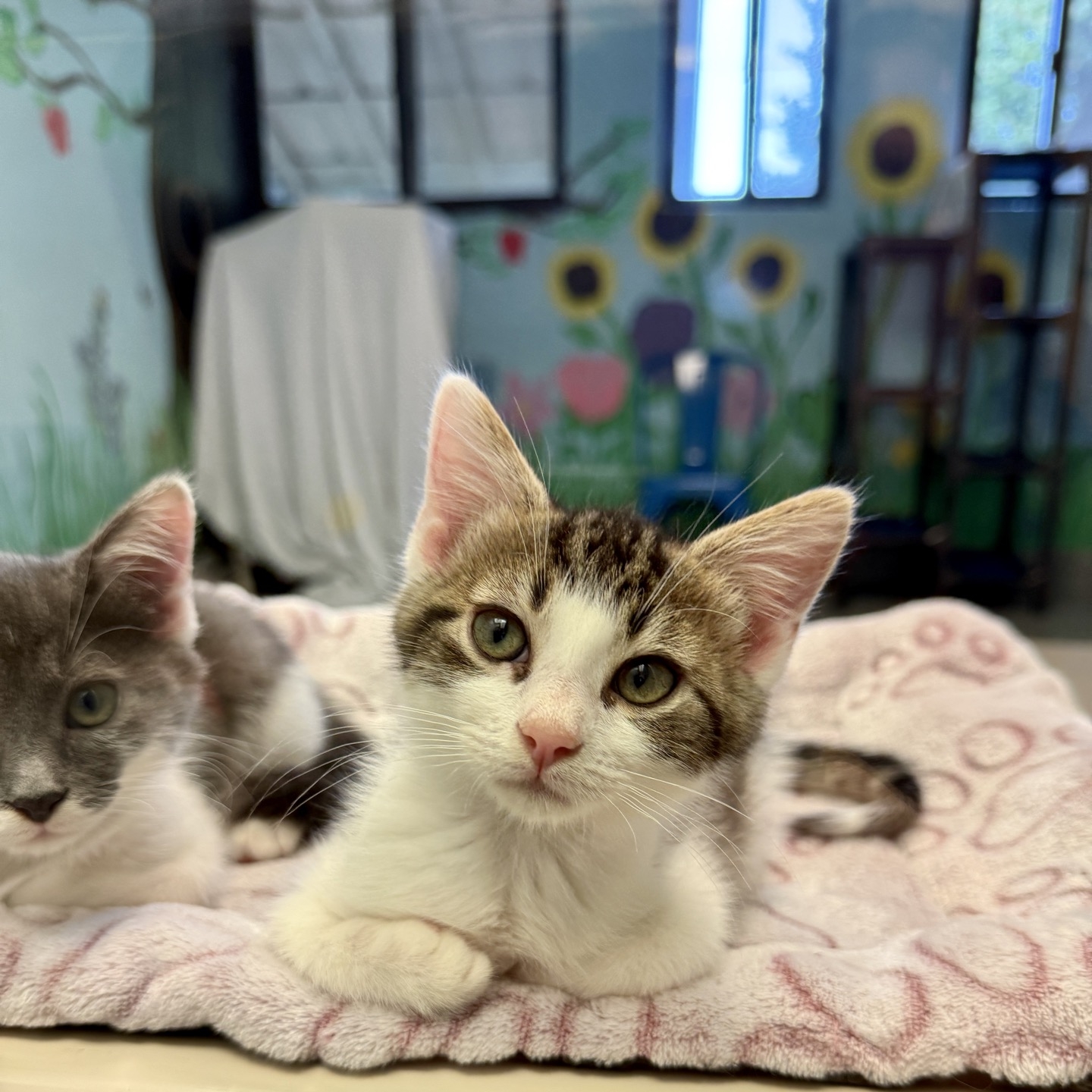 hendersonville cats Archives - Blue Ridge Humane Society