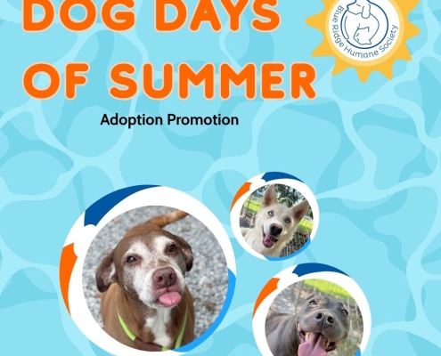 A graphic with the text "Dog Days of Summer Adoption Promotion" and pictures of dogs in beach balls