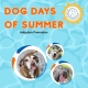 A graphic with the text "Dog Days of Summer Adoption Promotion" and pictures of dogs in beach balls