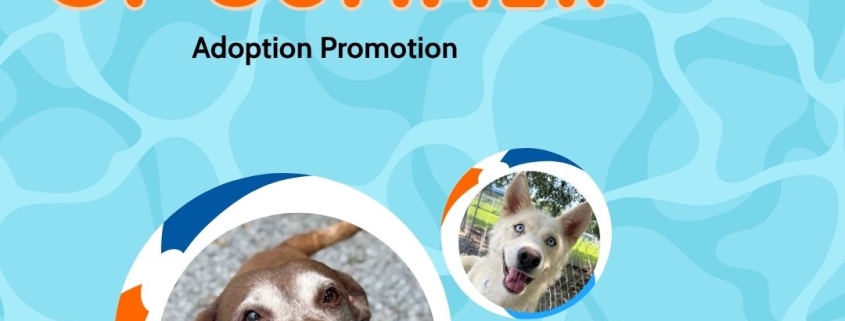 A graphic with the text "Dog Days of Summer Adoption Promotion" and pictures of dogs in beach balls