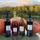 Wine bottles posed with gourds