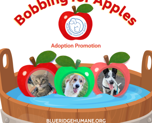A poster for the Bobbing for Apples Adoption Promo