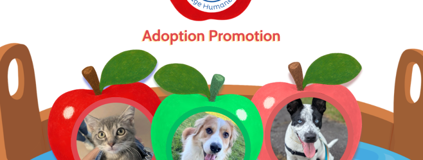 A poster for the Bobbing for Apples Adoption Promo
